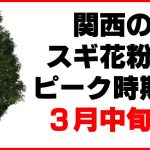 スギ花粉症の時期を知って対策するコツ(関西地方編)